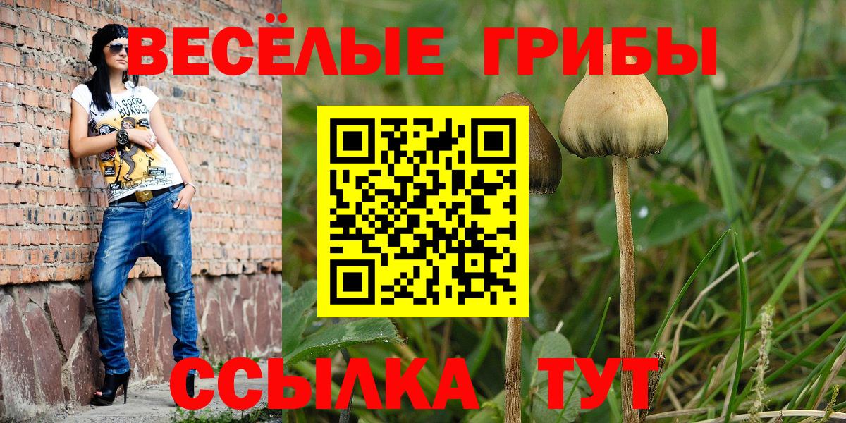 Галлюциногенные грибы Psilocybe Родники